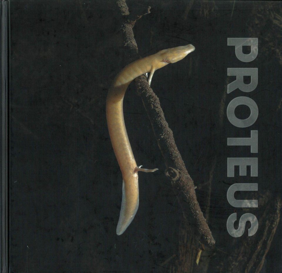 Proteus