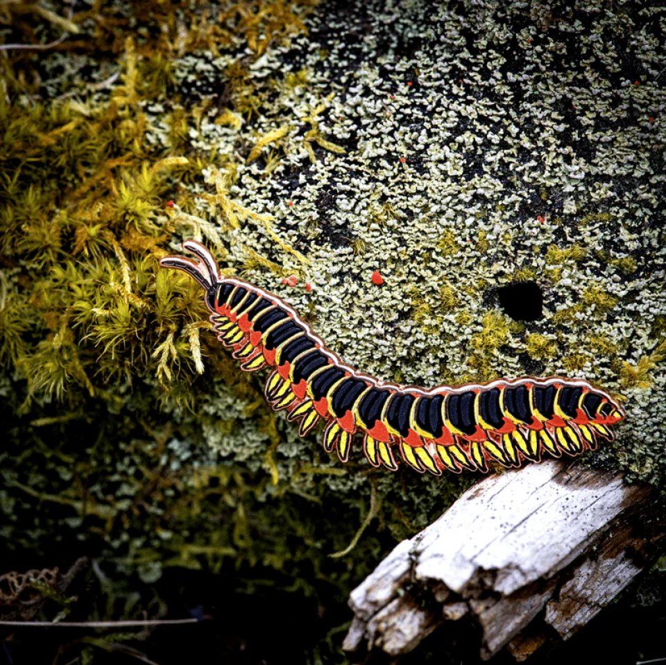 Kentucky Flat-Backed Millipede Enamel Pin