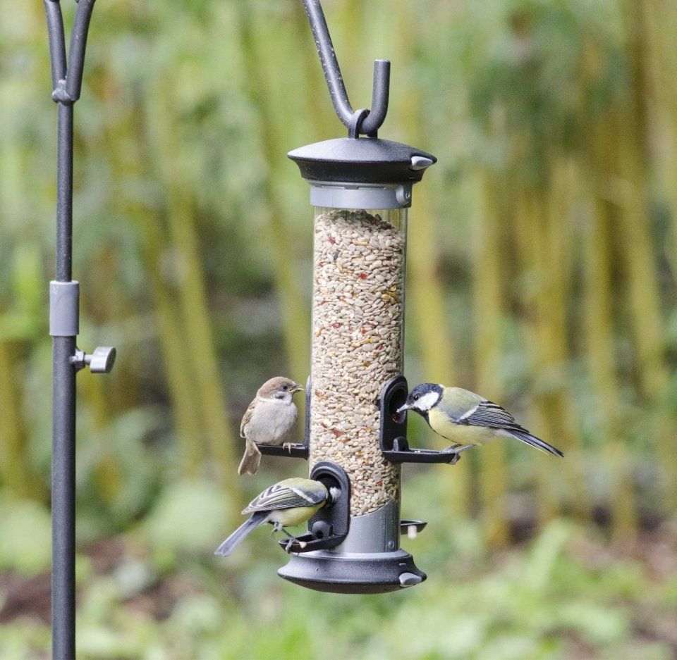 National Trust Apollo 4 Port Seed Feeder