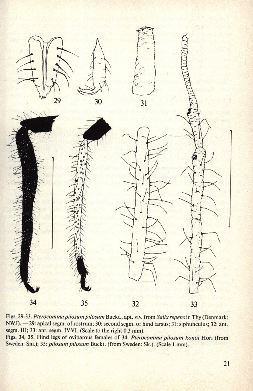 The Aphidoidea (Hemiptera) of Fennoscandia and Denmark, Part 3