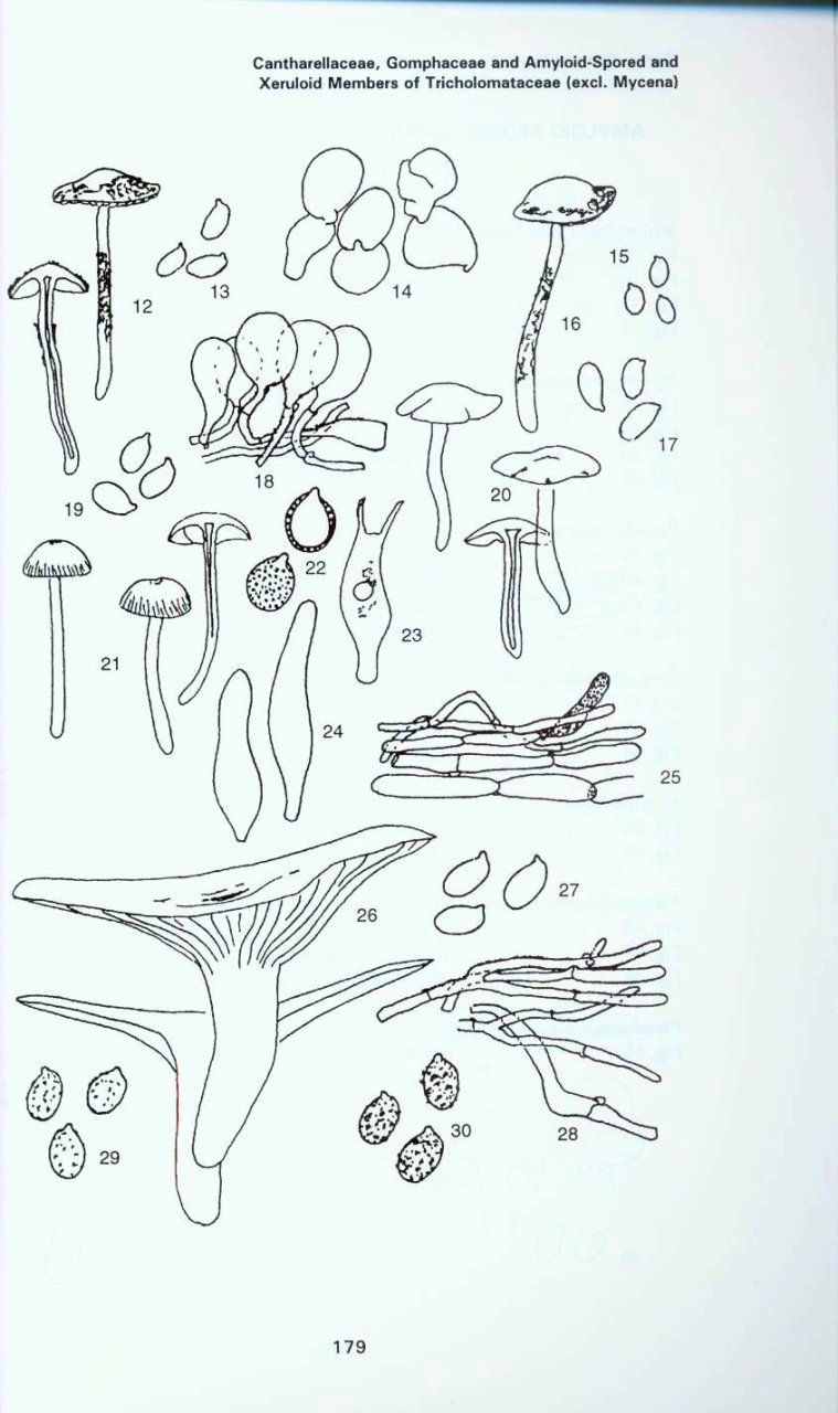 British Fungus Flora, Part 8: Cantharellaceae, Gomphaceae Amyloid-spored and Xeruloid Members of Tricholomataceae (excluding Mycena)