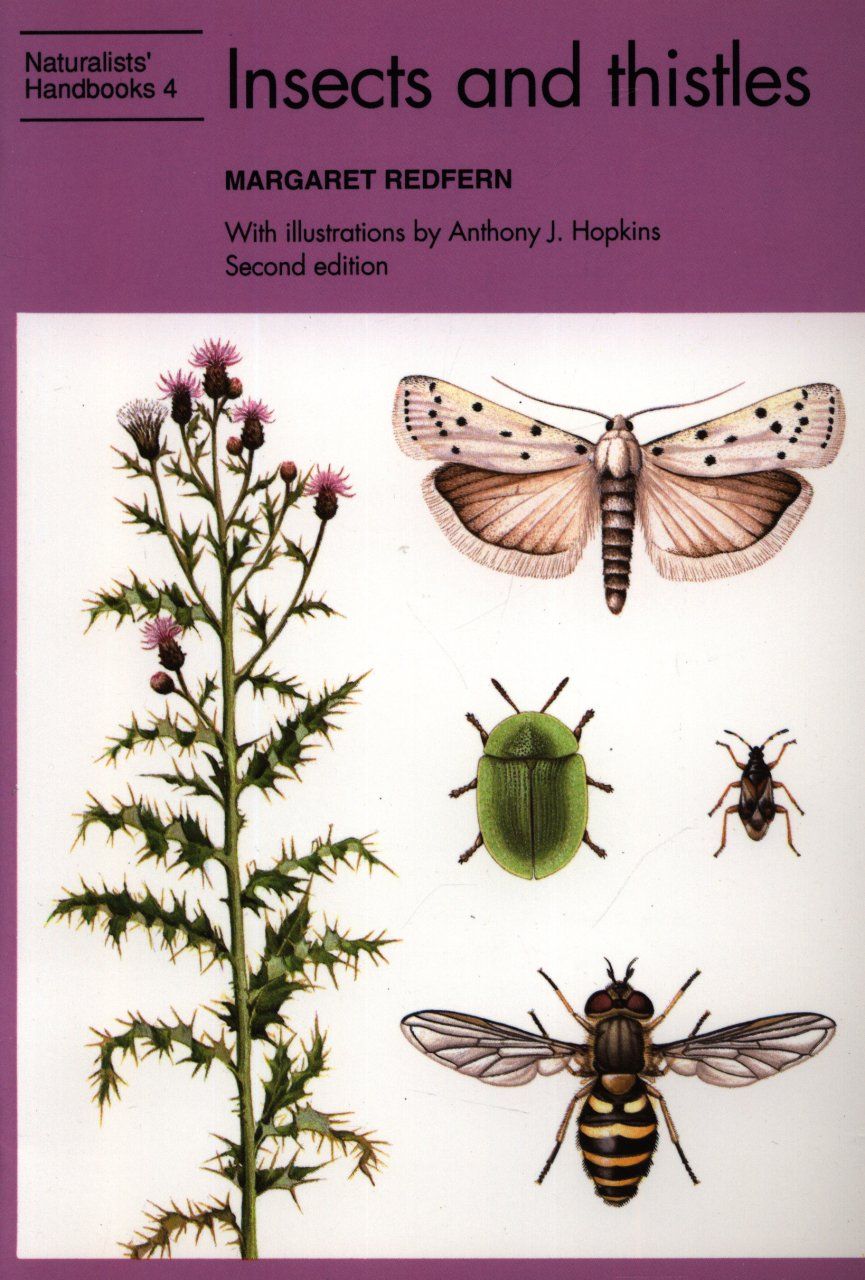 Insects and Thistles