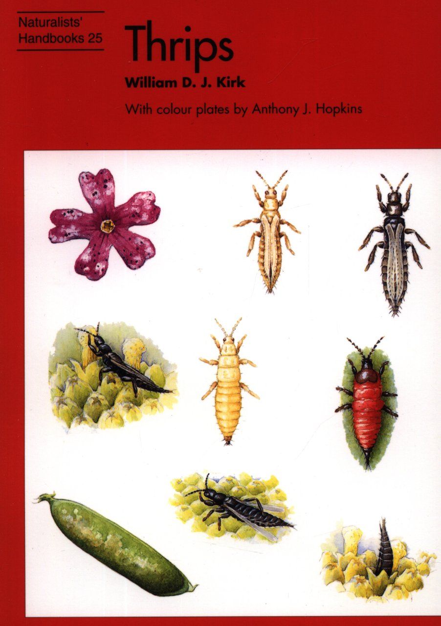 Thrips