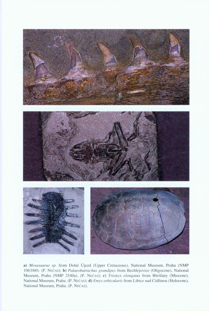 Czech Recent and Fossil Amphibians and Reptiles
