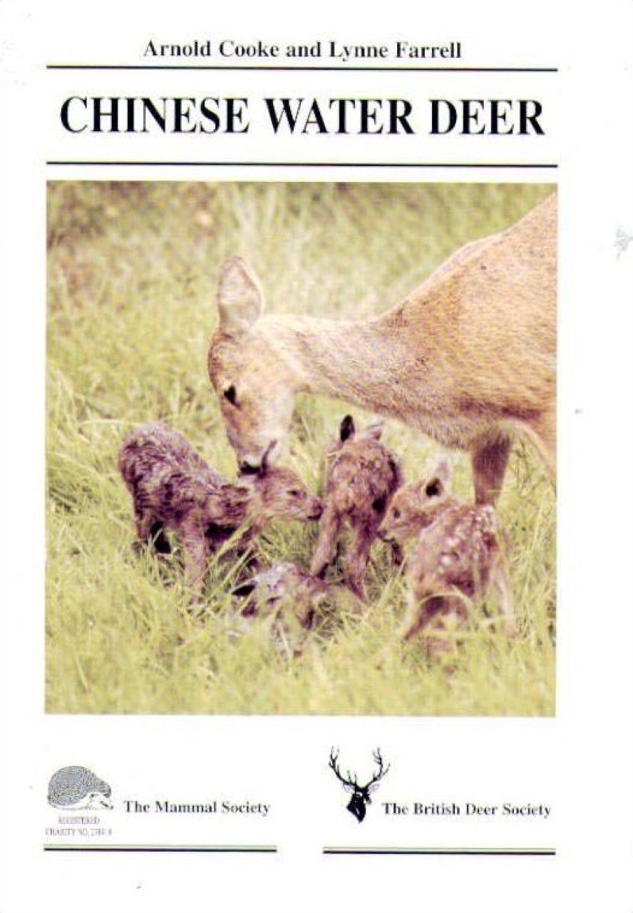 Chinese Water Deer