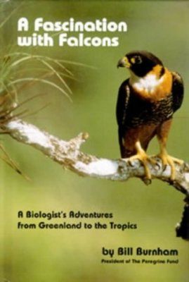 A Fascination With Falcons