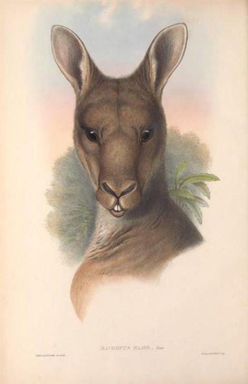 Mammals of Australia, Volume 2