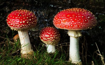 Mushrooms