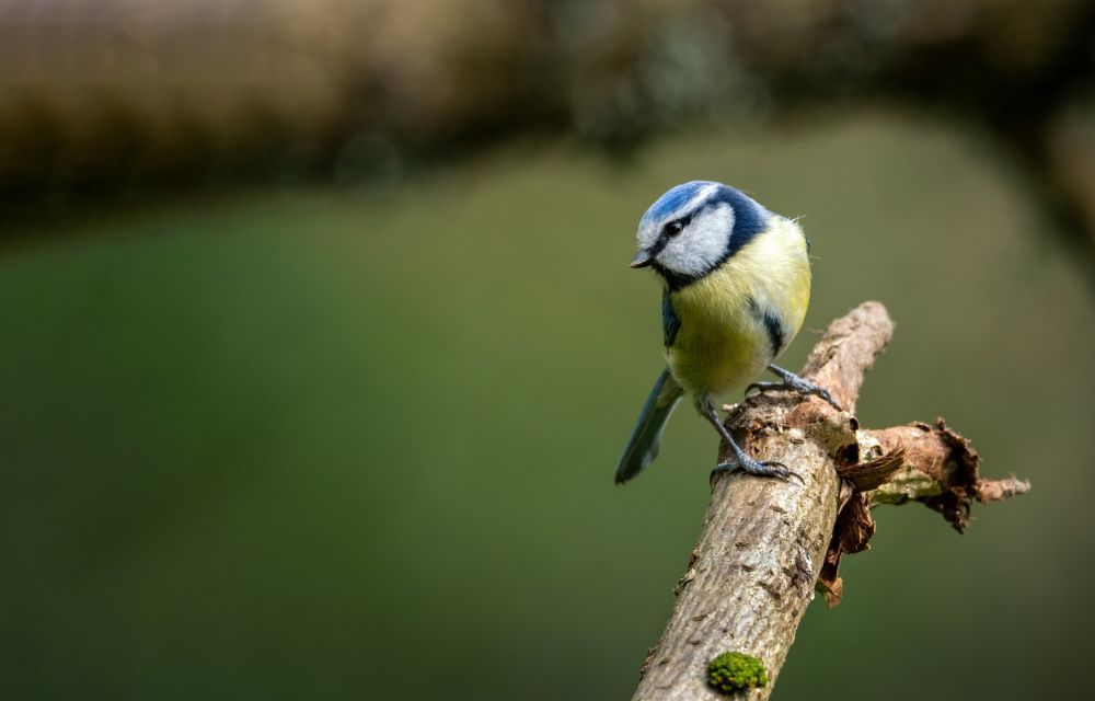 Tips on how to paint your bird and bat nest box
