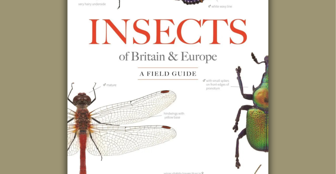 Author Interview with Thomas John and Paul Brock: Insects of Britain & Europe