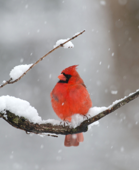 Will Winter Ever End?