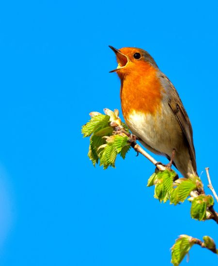 International Dawn Chorus Day - 3rd May 2026
