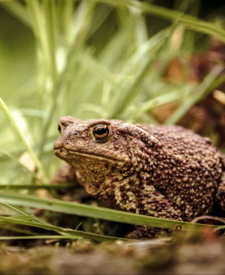 Cold Blood author Richard Kerridge on reptiles and amphibians, and the ‘new nature writing’