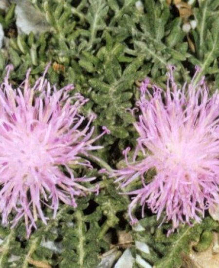 Wild Flowers of Eastern Andalucia reviewed by Plant Talk