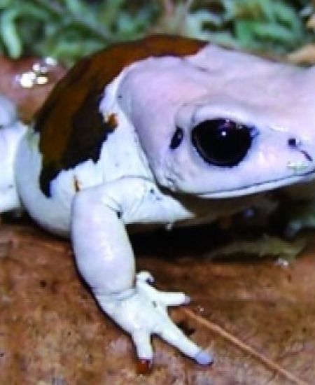 John Wilkinson, Science Programme Manager with ARC Trust, on amphibian conservation