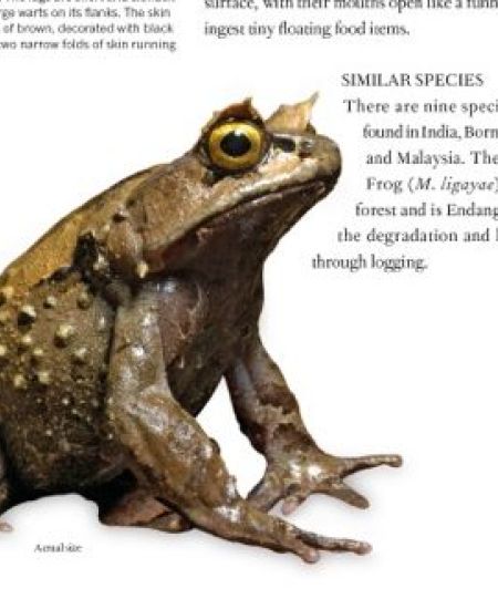 Book Review – The Book of Frogs: A Lifesize Guide to Six Hundred Species from Around the World