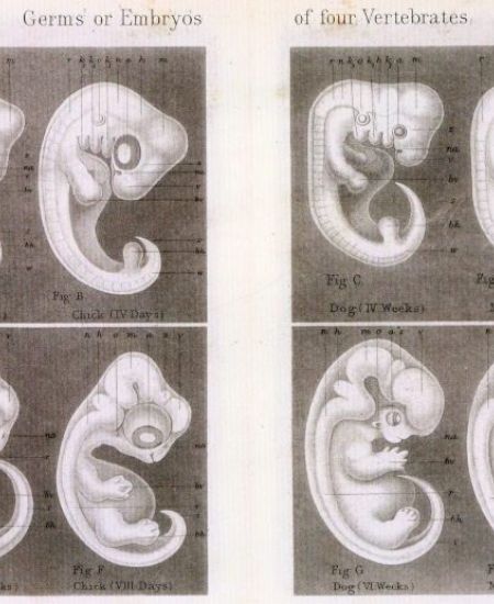 Book Review – Haeckel’s Embryos: Images, Evolution, and Fraud