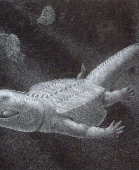 Book Review – Turtles as Hopeful Monsters