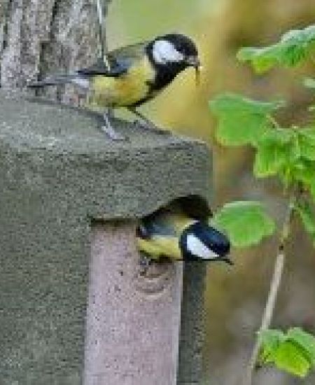 Top 10 Bird Boxes for Trees and Woodland