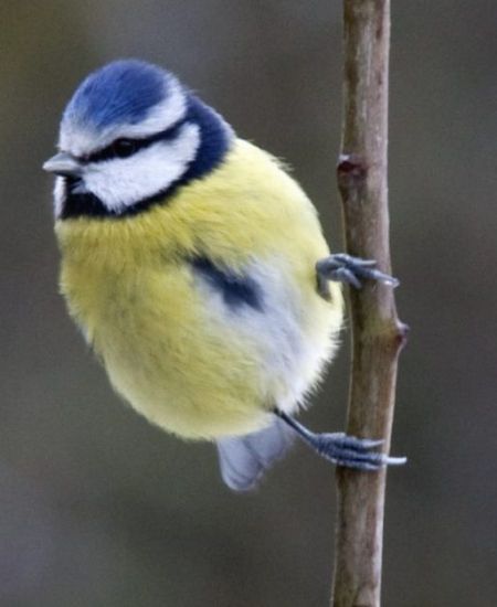 Best Bird Boxes for Different Species