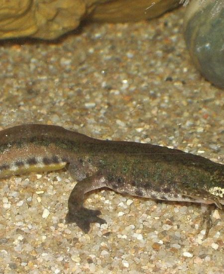 The NHBS Guide to UK Amphibian Identification