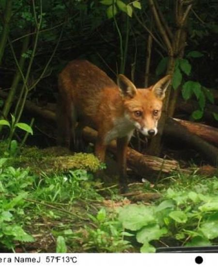 Watching Wildlife – How to choose the right Trail Camera