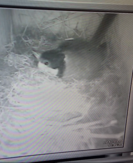 Watching Wildlife – How to choose the right Nest Box Camera