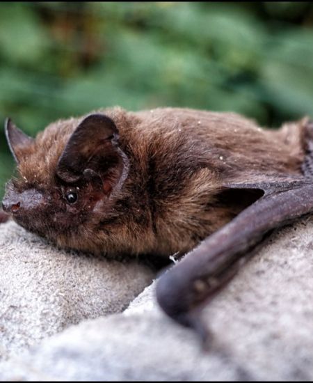 NHBS Guide to Bat Survey Equipment