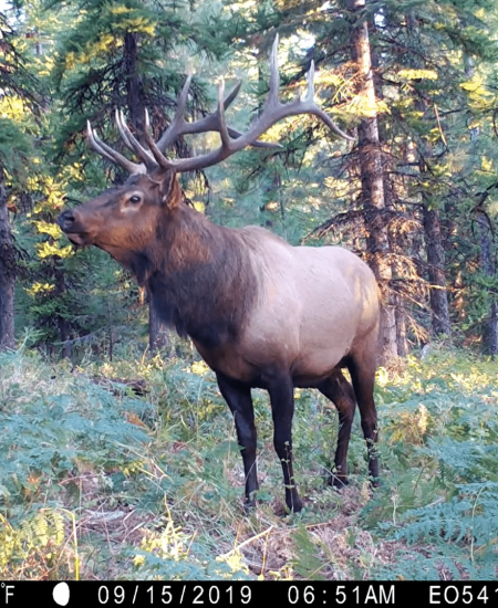 NHBS Guide: How to choose a Trail Camera