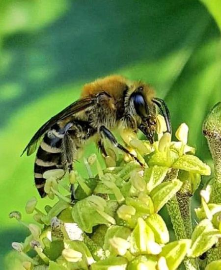 Solitary Bee Week
