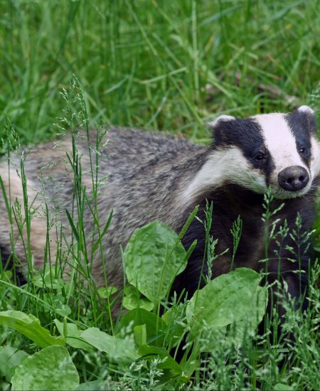 The NHBS Guide to Badger Gates