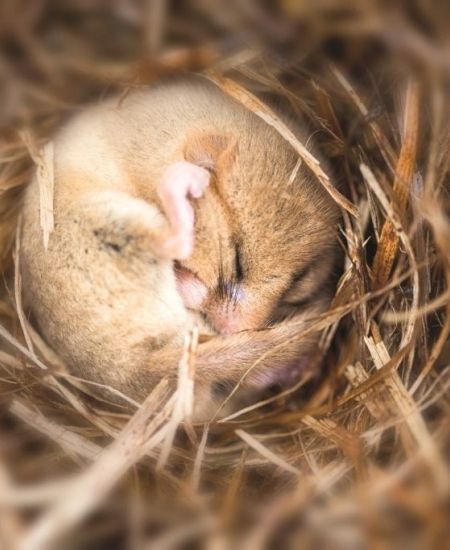 NHBS Guide to Dormouse Survey Equipment