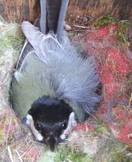 Installing nest box cameras at NHBS