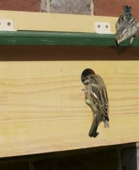 The NHBS Guide: Where to Hang and How to Maintain Your Nest Box
