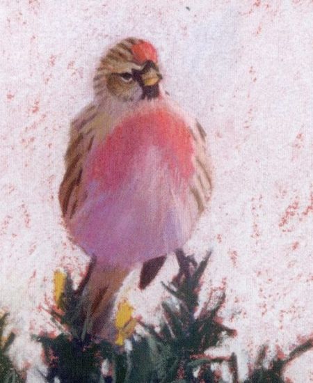 Red Sixty Seven: A Collection of Words and Art Inspired by Britain’s Most Vulnerable Birds