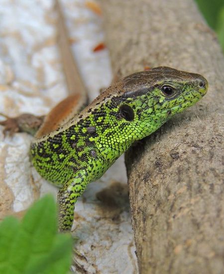 NHBS Guide to Reptile Survey Equipment