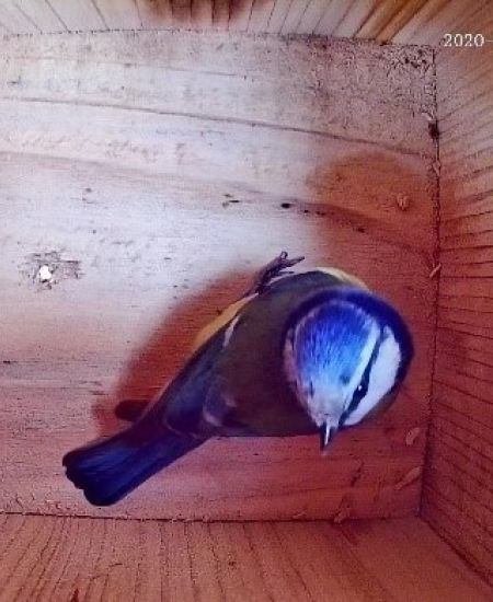 NHBS: In The Field – IP Nest Box Camera