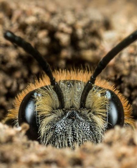 Gardening for Wildlife: Creating Habitat