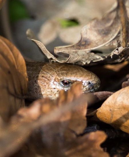 The NHBS Guide to UK Reptile Identification
