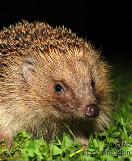 30 Days Wild Activities – Hedgehog Watch