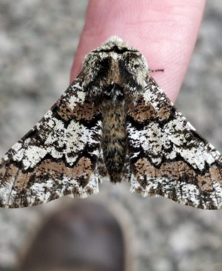 30 Days Wild – Our local wildlife photos