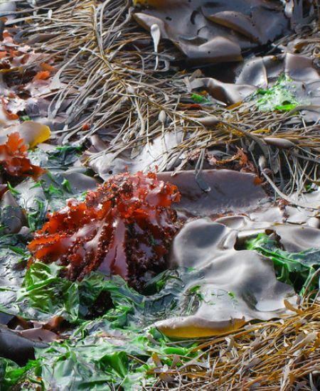 The NHBS Guide to UK Seaweed Identification