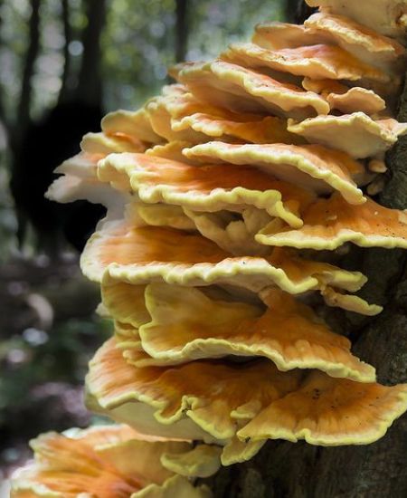 The NHBS Guide to Fungi Identification