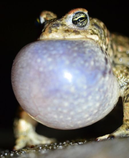 Amphibian and Reptile Conservation Trust Friends’ Day 2020