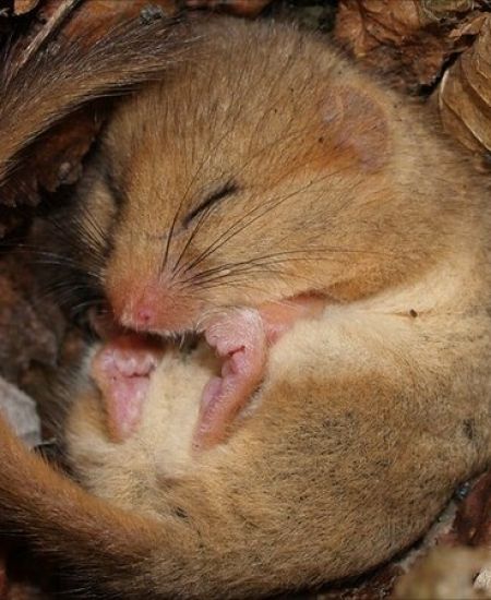 Winter Hibernation