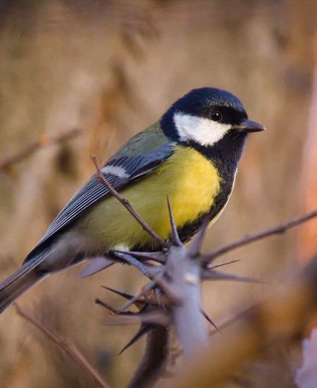 The NHBS ID Guide to UK Garden Birds