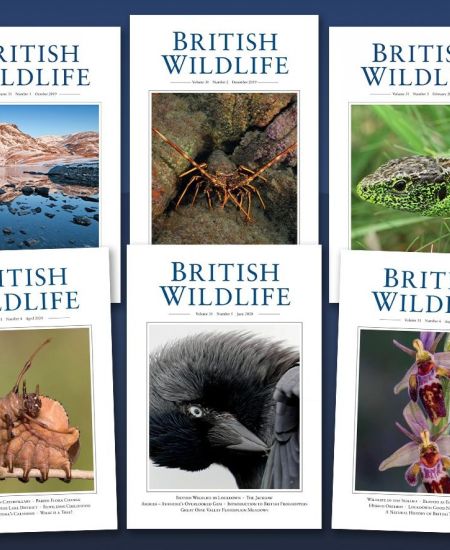 Wilding for Conservation: new series in British Wildlife