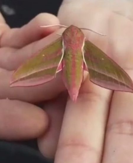 Butterfly Conservation Moth Recorders’ Meeting 2021