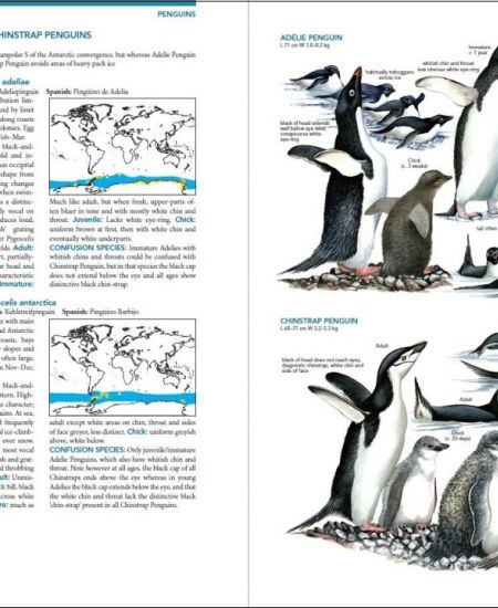 Seabirds, and a Short History of Illustrated Bird Guides