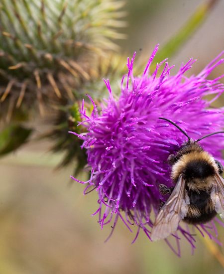 Climate Challenges: 1. Insect Decline